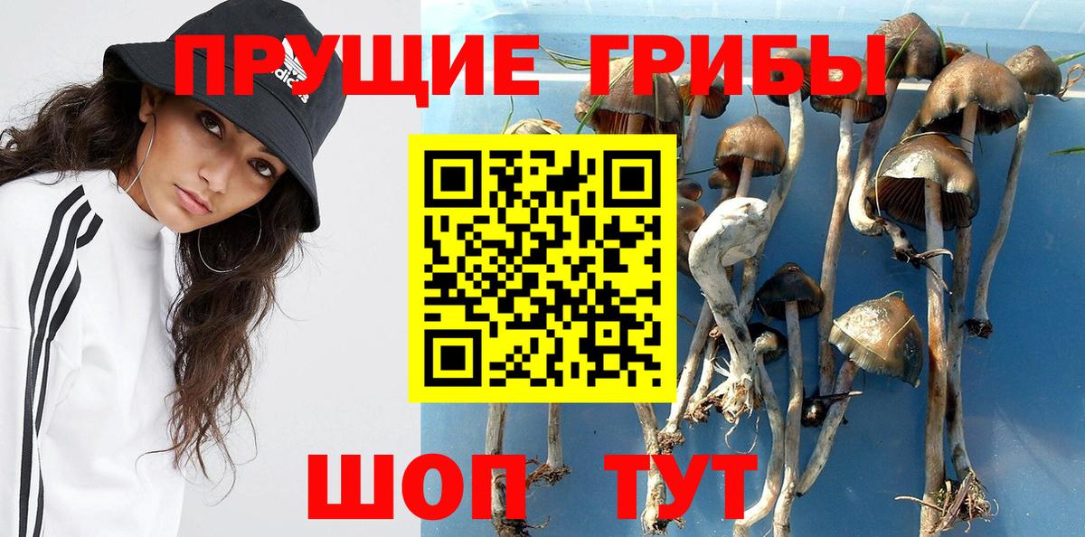 Галлюциногенные грибы Psilocybine cubensis Воскресенск